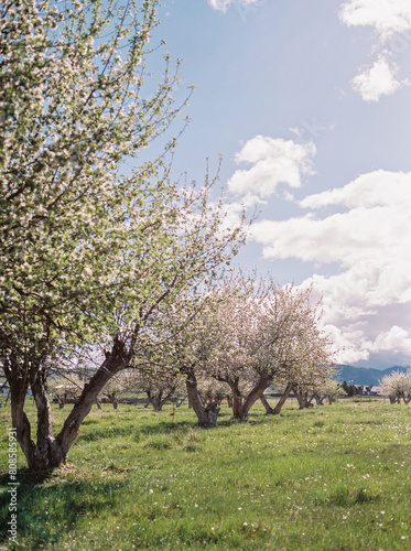 Blooming orchard with flowering trees in rural setting