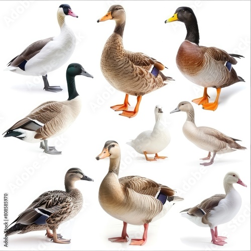 Ducks and Geese isolated on white background 