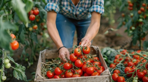 Young Woman Harvesting Ripe Tomatoes in Sunny Garden