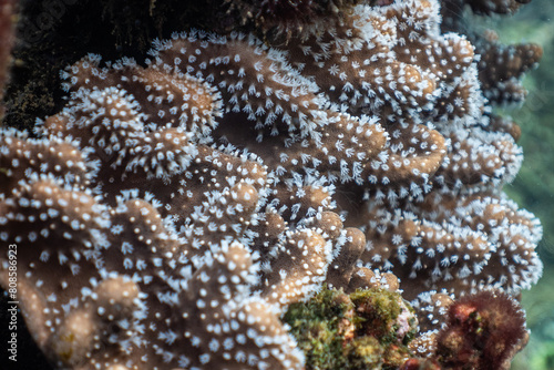reef gorgone polype white