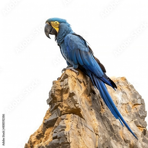 Hyacinth Macaw perched on the edge of a cliff, overlooking a vast expanse of untouched wilderness isolated on white background 