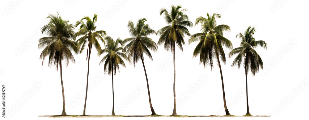 Fototapeta premium Palm trees are a symbol of the tropics