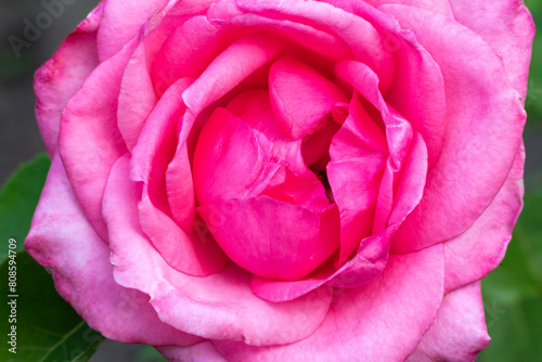 Rose bud with a garden on the background.