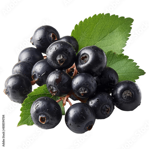 Black ripe aronia berries with green leaves close up isolated on green background.