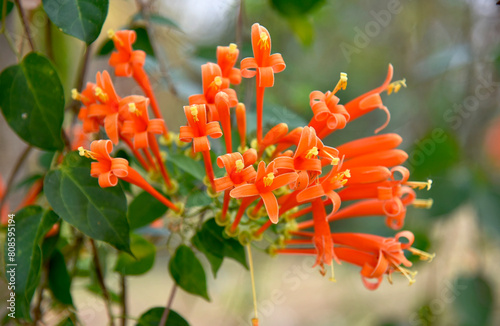 Beautiful orange flowers on a blurred background