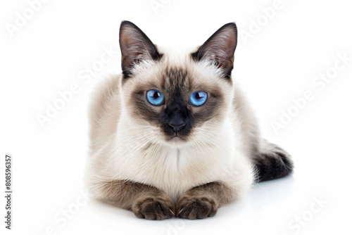 a cat with blue eyes laying down on a white surface