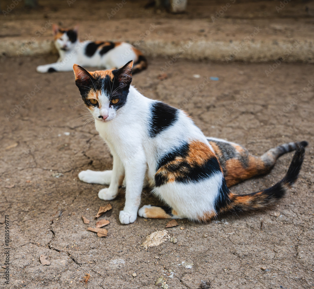 Cute multicolored cats with family lying on ground Cute multicolored cats with family lying on ground