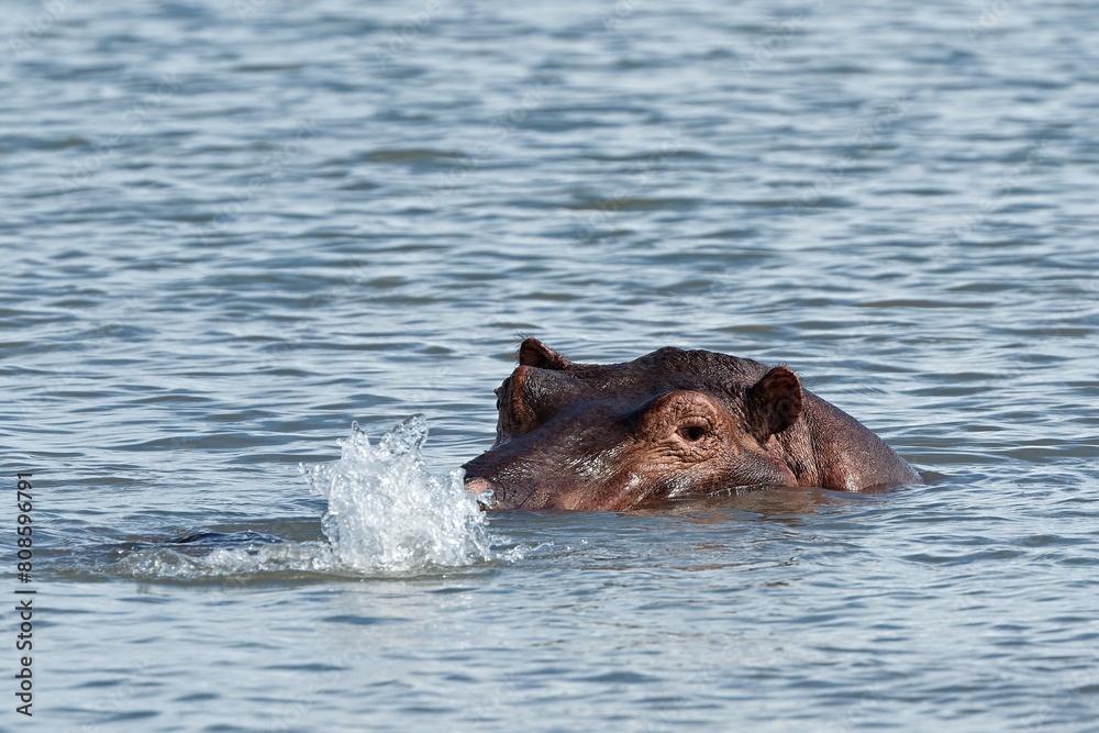Hippopotamus (Hippopotamus amphibius) in the Shire River. Liwonde National Park. Malawi. Africa. Hippopotamus (Hippopotamus amphibius) in the Shire River. Liwonde National Park. Malawi. Africa.