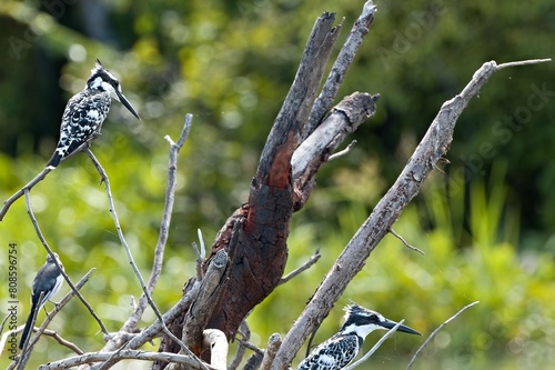 Pied Kingfisher (Ceryle rudis) Liwonde National Park. Malawi. Africa. photo