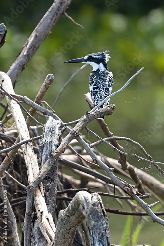 Pied Kingfisher (Ceryle rudis) Liwonde National Park. Malawi. Africa. photo