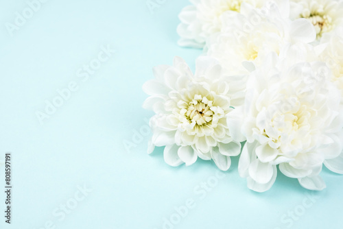 White chrysanthemums on a colored background.