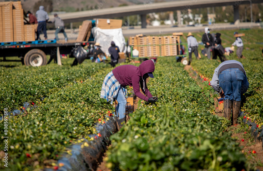 Fotografie Farm field workers dressed warm while harvesting