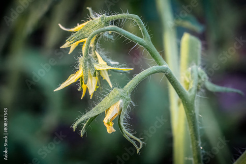 Tomato bush with flowers growing in the greenhouse.