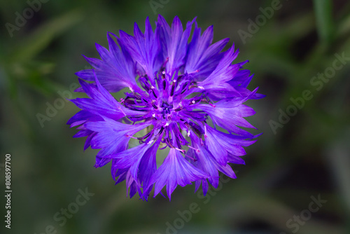 Close-up bud of cornflower in a garden on a sunny day
