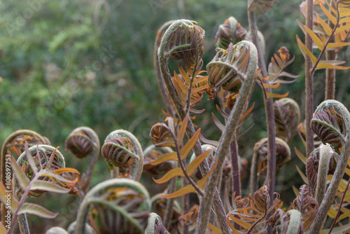 A bunch of strange looking plants - Royal Fern - Osmunda regalis with brown leaves photo