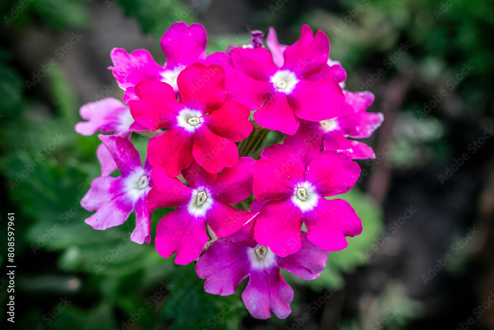 Verbena flowers growing on a flower bed in summer. Verbena flowers growing on a flower bed in summer.