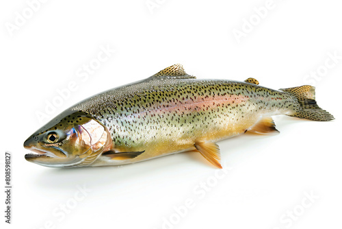 a rainbow trout is laying on a white surface