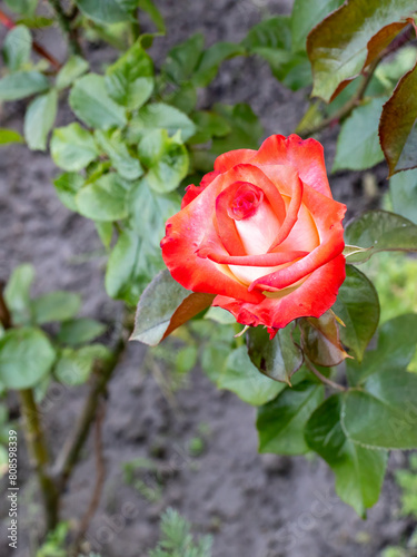 Bud of red rose growing on the flower bed.