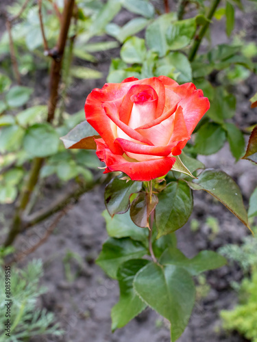 Top view of a bud of red rose growing on the flower bed.
