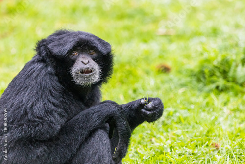 Canvas Print Siamang monkey feeding on the grass