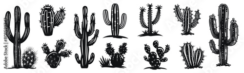 Cactus vector illustration. Different desert plants hand drawn black on white background. Cacti silhouette. photo