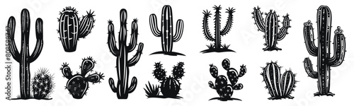 Cactus vector illustration. Different desert plants hand drawn black on white background. Cacti silhouette.