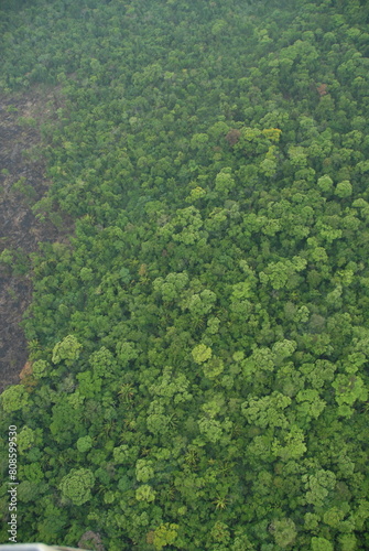 concerning ariel view of the jungle rain forest canopy damaged by slash and burn farming in Toledo District, Southern Belize, Central America with tree tops in lush green taken from a light aircraft