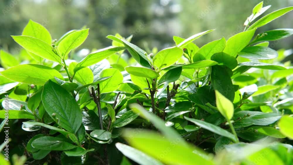 Green natural background .Concept of ecology. Design element. Earth Day. Abstract colored background. Green natural background .Concept of ecology. Design element. Earth Day. Abstract colored background.