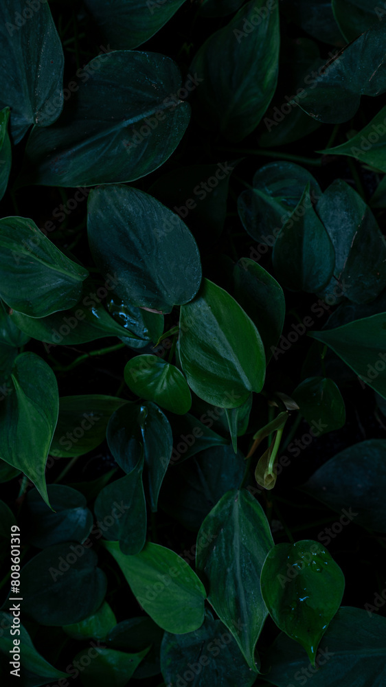 closeup nature view of green leaf and palms background. Flat lay, dark nature concept, Vertical image. closeup nature view of green leaf and palms background. Flat lay, dark nature concept, Vertical image.