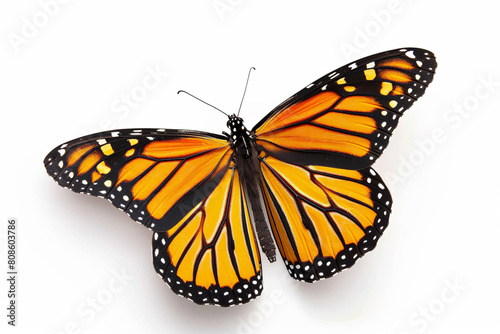 a butterfly with orange and black wings on a white surface