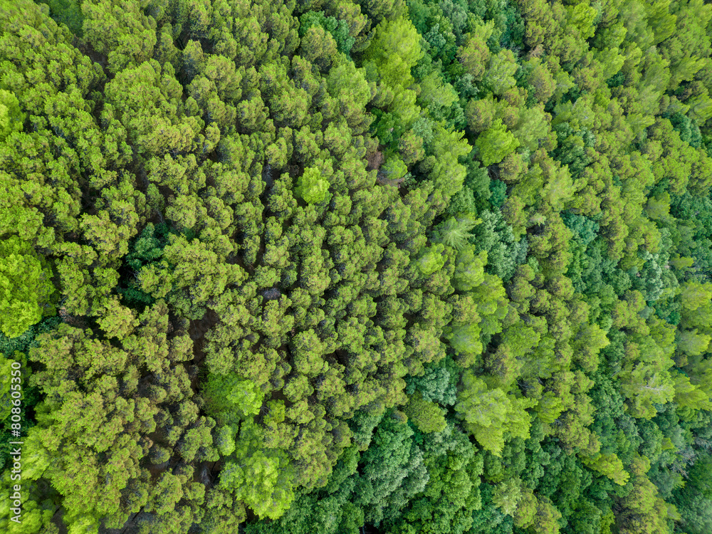 aerial photography of the pine forest that covers the Picentine mountains