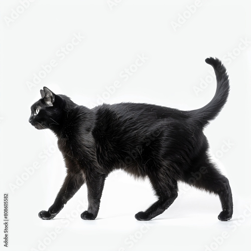 a black cat walking across a white surface