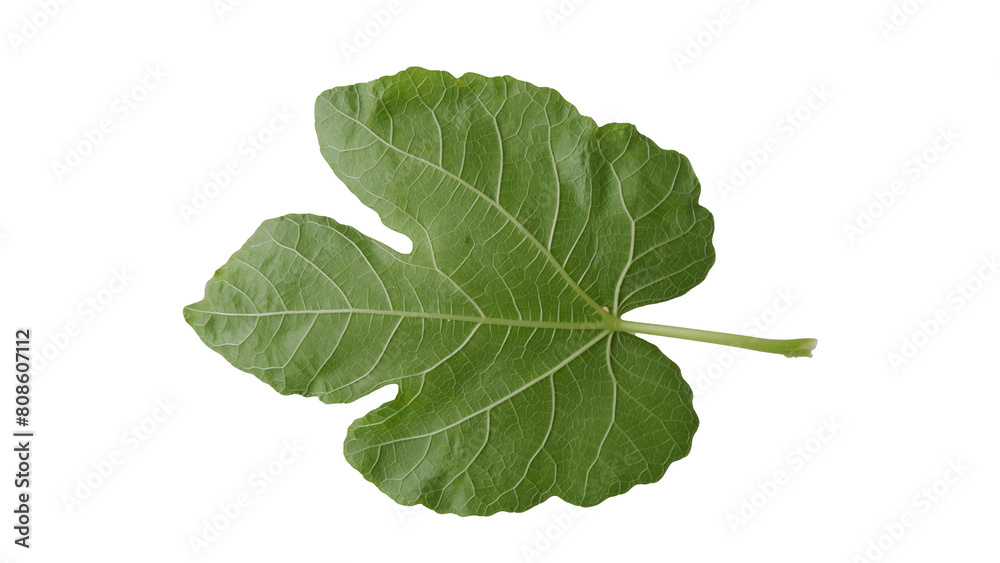 Obraz premium Fig leaves with Isolate Leaves on transparent background. Png file.