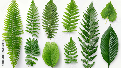 A collection of green leaves are shown in various sizes and shapes photo