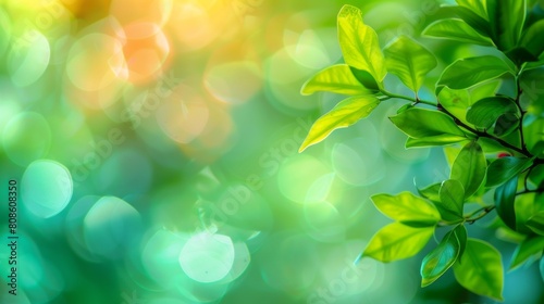 Close-up of fresh green leaves on a blurred background with a beautiful bokeh of sunlight.