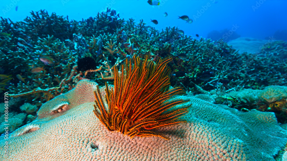Obraz premium Underwater photo of a feather sea star. From a scuba dive in Bali, Indonesia, Asia.