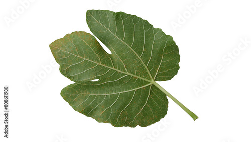 Fig leaves with Isolate Leaves on transparent background. Png file.
