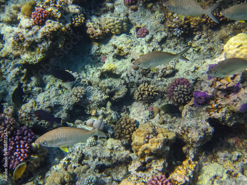 Many different beautiful fish in the coral reef of the Red Sea. Undersea world © glebantiy
