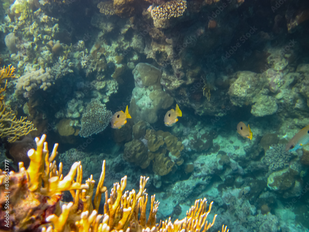 Naklejka premium Many different beautiful fish in the coral reef of the Red Sea. Undersea world