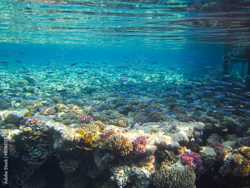 Fototapeta Naklejka Na Ścianę i Meble -  Many different beautiful fish in the coral reef of the Red Sea. Undersea world