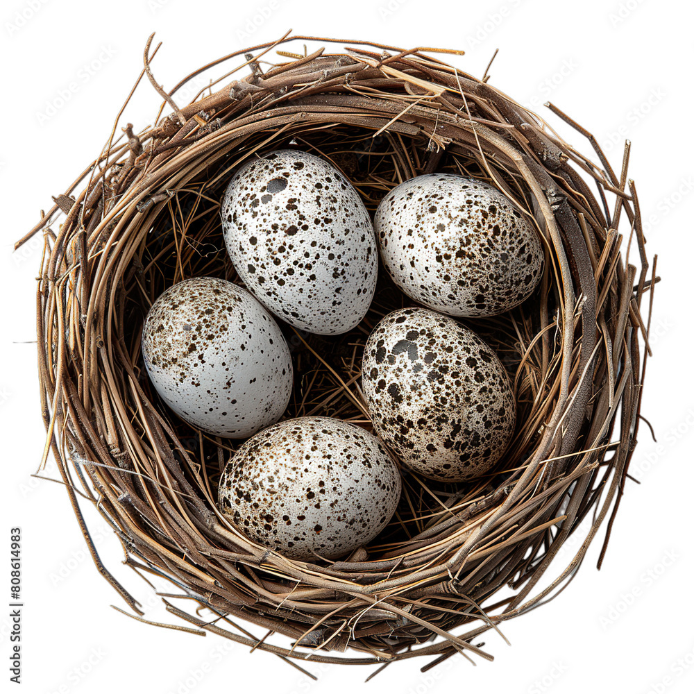 Top view of Crow eggs in a nest isolated on a white transparent background Top view of Crow eggs in a nest isolated on a white transparent background