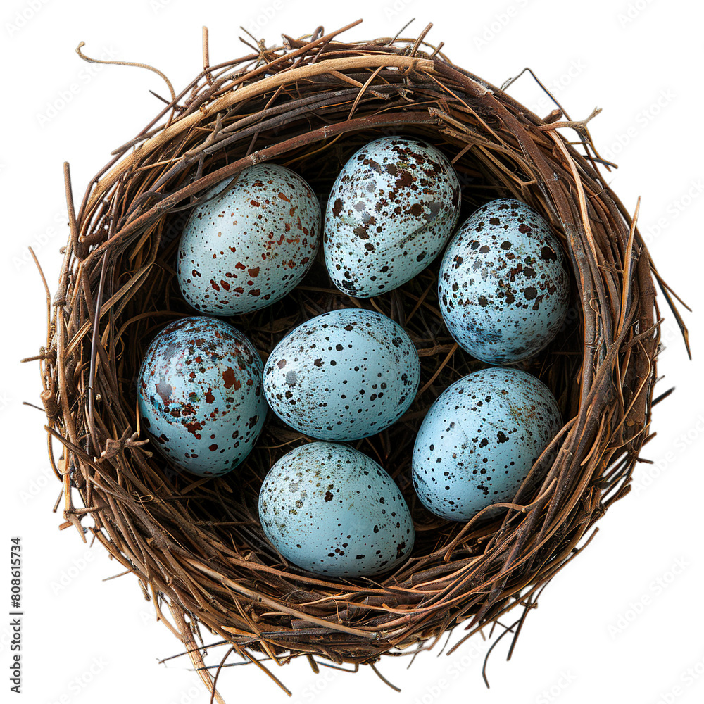Top view of Warbler eggs in a nest isolated on a white transparent background Top view of Warbler eggs in a nest isolated on a white transparent background
