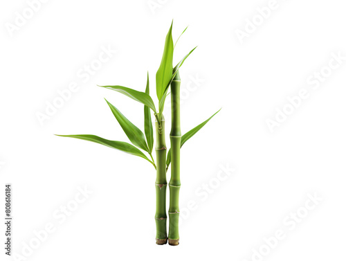 a close up of a bamboo