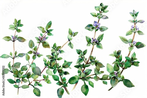 Watercolor illustration of thyme leaves