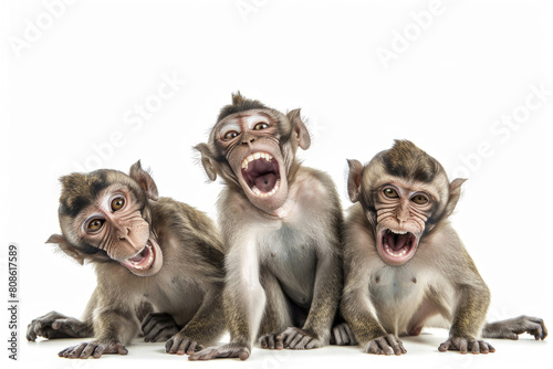 Three macaques, playful expressions
