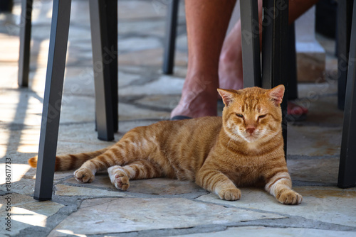 sleepy ginger cat under the table, Greece, Corfu / śpiący, rudy kot pod stołem, Grecja, Korfu  photo