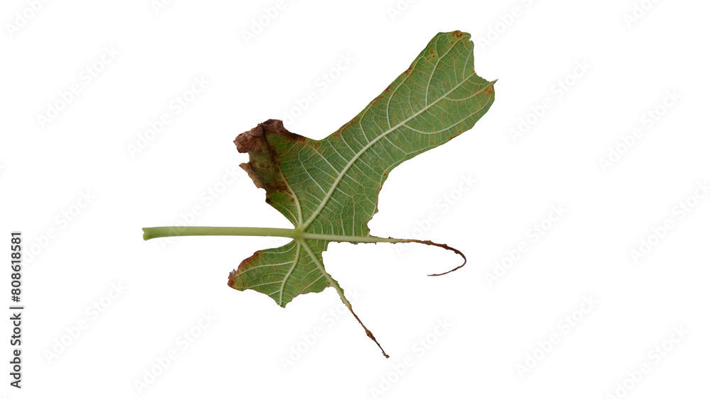 Fig leaves with Isolate Leaves on transparent background. Png file. Fig leaves with Isolate Leaves on transparent background. Png file.
