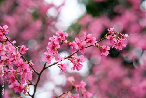Pink petals of cherry blossom tree in Taipei Taiwan.