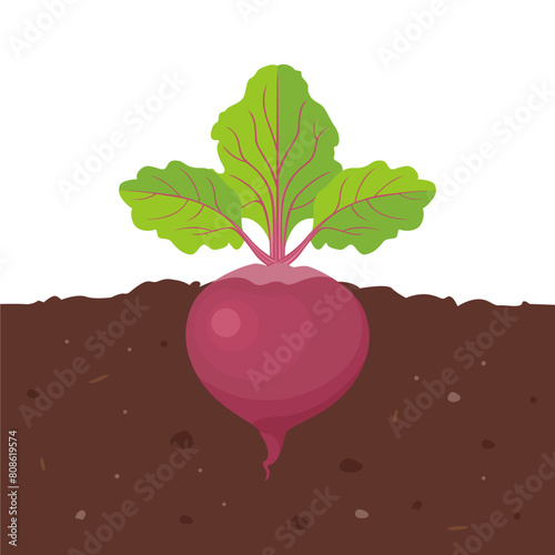 Beetroot growing in soil. Vector cartoon flat illustration of garden root vegetable. © Iv85