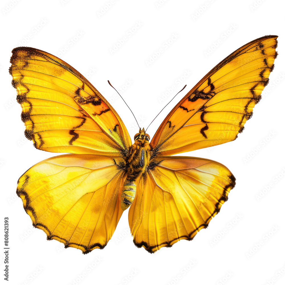Yellow butterfly isolated on transparent background Yellow butterfly isolated on transparent background